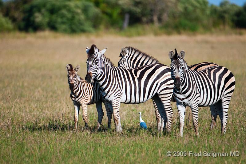 20090613_101501 D300 (1) X1.jpg - Zebras at Okavanga Delta, Botswana